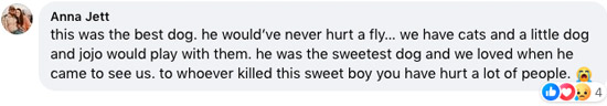 Facebook screenshot of comment: this was the best dog. he would've never hurt a fly... we have cats and a little dog and jojo would play with them. he was the sweetest dog and we loved when he came to see us. to whoever killed this sweet boy you have hurt a lot of people.