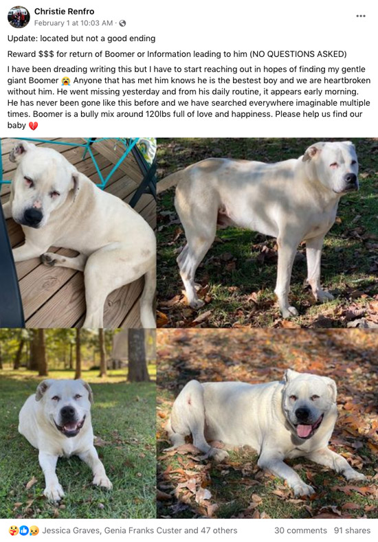 Facebook screenshot of a post by Hayden Shirley's neighbor to the west. Date on the post is February 1 at 10:03 AM. Post states at the top, Update: located but not a good ending. / Below that (the original post before the update): Reward $$$ for return of Boomer or information leading to him (NO QUESTIONS ASKED). I have been dreading writing this but I have to start reaching out in hopes of finding my gentle giant Boomer. (crying emoji). Anyone that has met him knows he is the bestest boy and we are heartbroken without him. He went missing yesterday and from his daily routine, it appears early morning. He has never been gone like this before and we have searched everywhere imaginable multiple times. Boomer is a bully mix around 120lbs full of love and happiness. Please help us find our baby. [broken heart emoji] / Below the text are four photos of a white dog standing in grass and laying on a wooden deck, on grass, and on grass covered with leaves. In the bottom two photos the dog is smiling at the person taking the photo. 