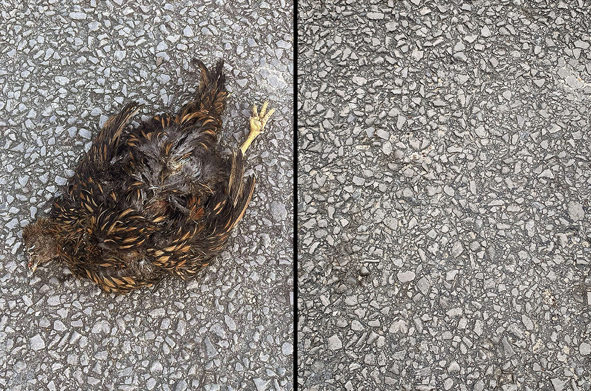 On the left, Hayden Shirley's photo (as seen above) of the long-dead chicken on the asphalt road. On the right, a photo of asphalt road in which the gravel pattern exactly matches that of Shirley's photo. There is a darker spot where the chicken's head was laying in Hayden Shirley's photo.