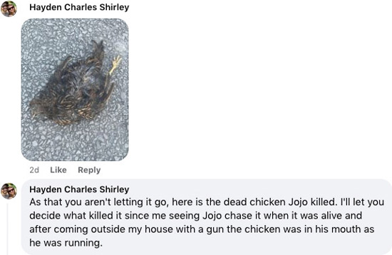 Screenshot of Hayden Shirley's Facebook comments. First comment is photograph of a dried-out chicken body laying on asphalt. Second Hayden Shirley comment shown in the screenshot is text as follows: As that you aren't letting it go, here is the dead chicken Jojo killed. I'll let you decide what killed it since me seeing Jojo chase it when it was alive and after coming outside my house with a gun the chicken was in his mouth as he was running.