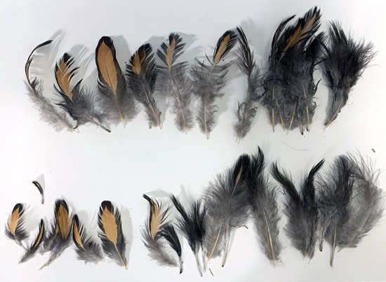 Two rows of feathers lined up on a white background. The feather coloring is primarily dark gray with tan or russet shades and black at the edges.