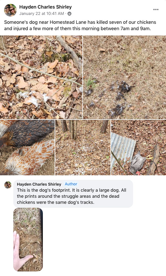 Screenshot of Hayden Charles Shirley's Facebook post from Jan. 22, 2024. Hayden Charles Shirley's name is at the top next to a small profile photo. Below his name: January 22 at 10:41 AM. timestamp followed by: Someone's dog near Homestead Lane has killed seven of our chickens and injured a few more of them this morning between 7am and 9am. / Below this text is a collage of five pictures of leaves and grass with feathers and chickens with apparent wounds. This is followed by Hayden Shirley's comment from the same post. Text states: This is teh dog's footprint. It is clearly a large dog. All the prints around the struggle areas and the dead chickens were the same dog's tracks. / Below the comment is a photo showing a hand next to an apparent pawprint.