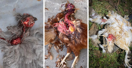 Three side-by-side photos of recently killed chickens which were posted on internet chicken photos. In every case there are large areas of bright pink and bright red flesh.