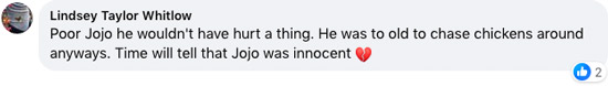 Screenshot of Facebook comment: Poor Jojo he wouldn't have hurt a thing. He was to old to chase chickens around anyways. Time will tell that Jojo was innocent [broken heart emoji]