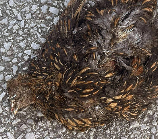 A larger view of the photo Hayden Shirley posted in the screenshot shown previously. Chicken body can be clearly seen to have been decomposing for some time. There is no red flesh, no blood, the eye is missing, the tongue is dried and darkened, etc.