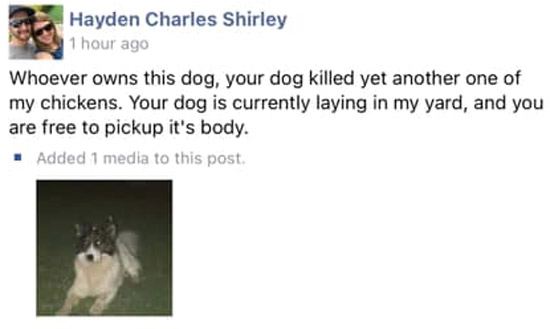 Screenshot of Hayden Charles Shirley Facebook post with text: Whoever owns this dog, your dog killed yet another one of my chickens. Your dog is currently laying in my yard, and you are free to pickup it's body. / Below the text is a picture of a (live) Border Collie laying down in grass. The dog is facing the camera with his head up.