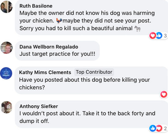 Screenshot showing four Facebook comments by four different residents general area residents in response to the shooting. First comment says: Maybe the owner did not know his dog was harming your chicken. maybe they did not see your post. Sorry you had to kill such a beautiful animal. / Second comment: Just target practice for you!!! / Third comment: Have you posted about this dog before killing your chickens? / Fourth comment: I wouldn't post about it. Take it to the back forty and dump it off.
